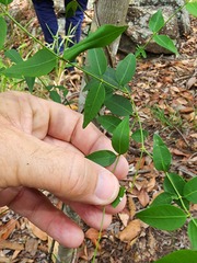 Secamone elliptica