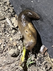 Ambigolimax