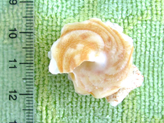 Xenophora conchyliophora image