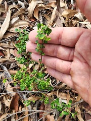 Chenopodium robertianum