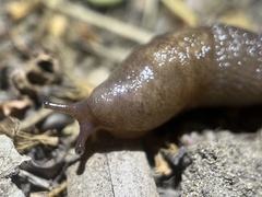 Deroceras