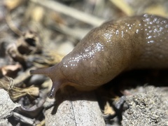 Deroceras