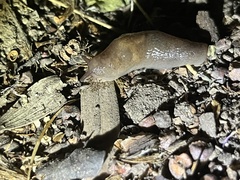 Deroceras