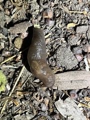 Deroceras