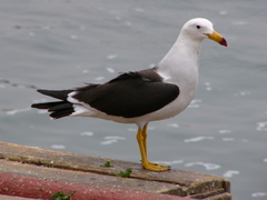 Larus belcheri