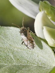 Heterogaster urticae