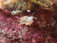 Trinchesia albocrusta