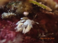 Trinchesia albocrusta