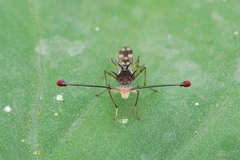 Teleopsis pallifacies