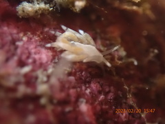 Trinchesia albocrusta