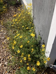 Tagetes lemmonii