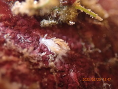 Trinchesia albocrusta