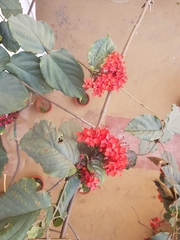 Clerodendrum splendens