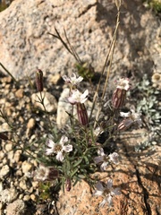 Silene sargentii