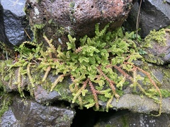 Selaginella douglasii