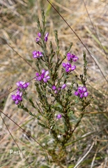 Comesperma retusum