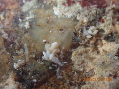 Trinchesia albocrusta