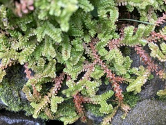 Selaginella douglasii