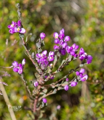 Comesperma retusum
