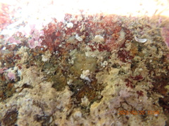 Trinchesia albocrusta