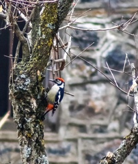 Dendrocopos himalayensis