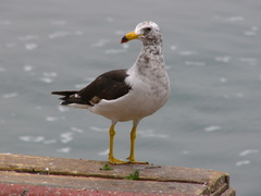 Larus belcheri