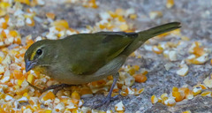 Tiaris olivaceus