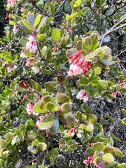 Arctostaphylos nummularia