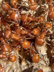 Pogonomyrmex californicus
