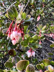 Arctostaphylos nummularia