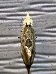 Aethes angustana