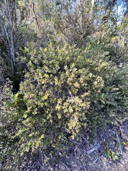 Arctostaphylos nummularia