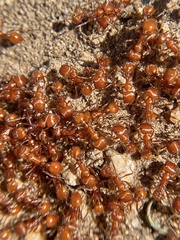 Pogonomyrmex californicus
