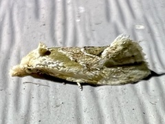 Aethes angustana