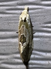 Aethes angustana