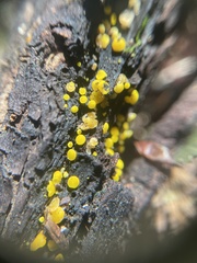 Calycina claroflava