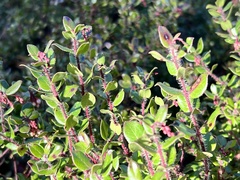 Arctostaphylos nummularia