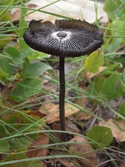 Coprinus spadiceisporus
