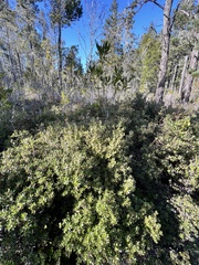 Arctostaphylos nummularia