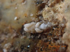 Trinchesia albocrusta