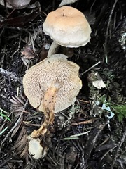 Hydnum oregonense