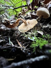 Hydnum oregonense