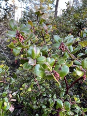 Arctostaphylos nummularia