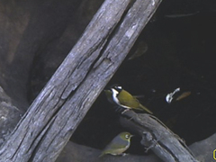 Melithreptus albogularis
