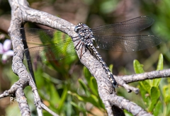 Austroaeschna parvistigma