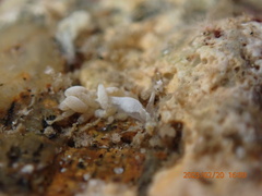 Trinchesia albocrusta