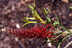 Grevillea neorigida