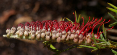 Grevillea neorigida
