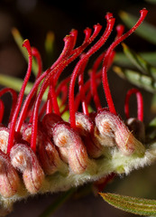 Grevillea neorigida