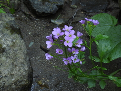 Cardamine raphanifolia